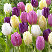 Продажа тюльпанов оптом к 8 марта